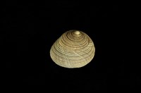 藏品(史密斯鐘螺)的圖片